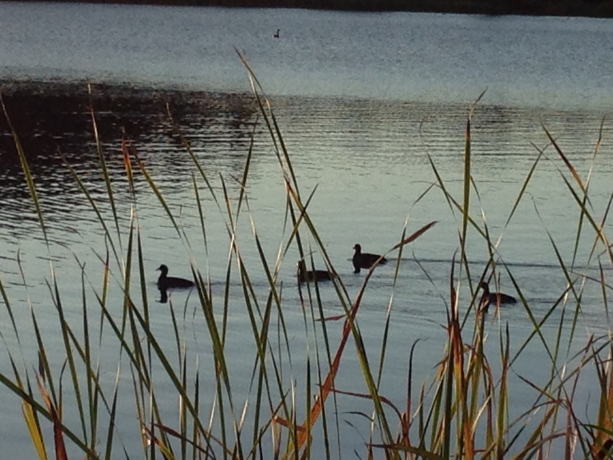 American Coot - Alice Oliver