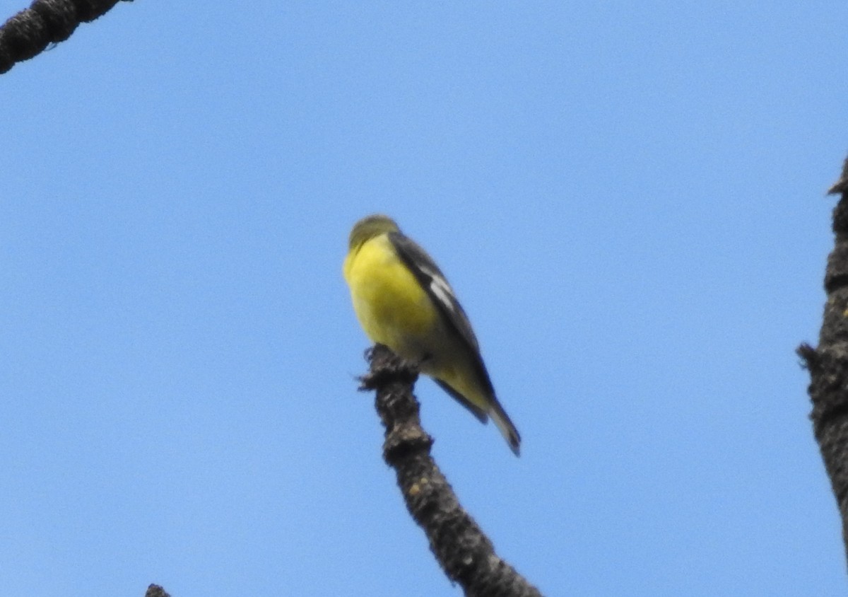 Lesser Goldfinch - ML71578171