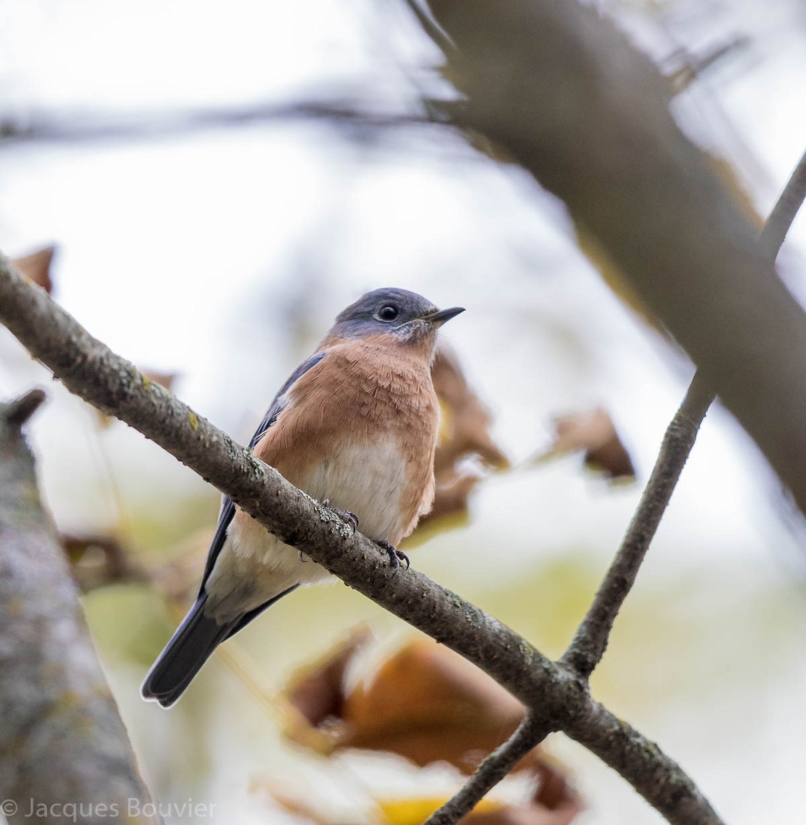 Eastern Bluebird - ML71579081