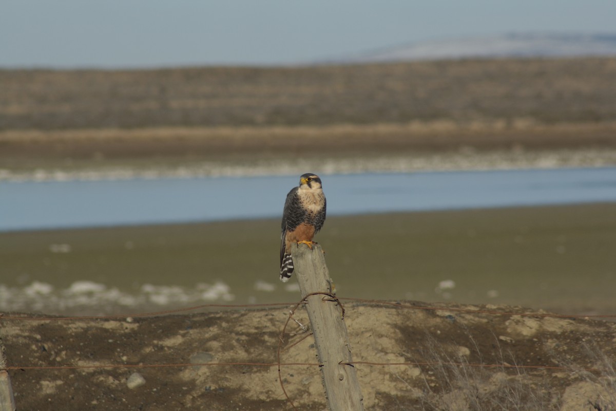 Aplomado Falcon - Juanjo Soto Sanhueza