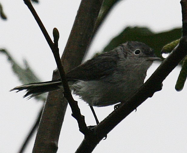 Blue-gray Gnatcatcher - ML71585271