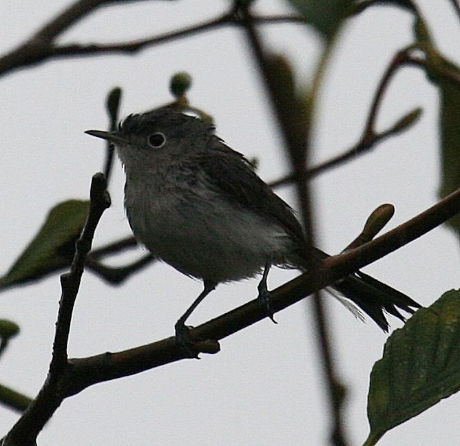 Blue-gray Gnatcatcher - ML71585281