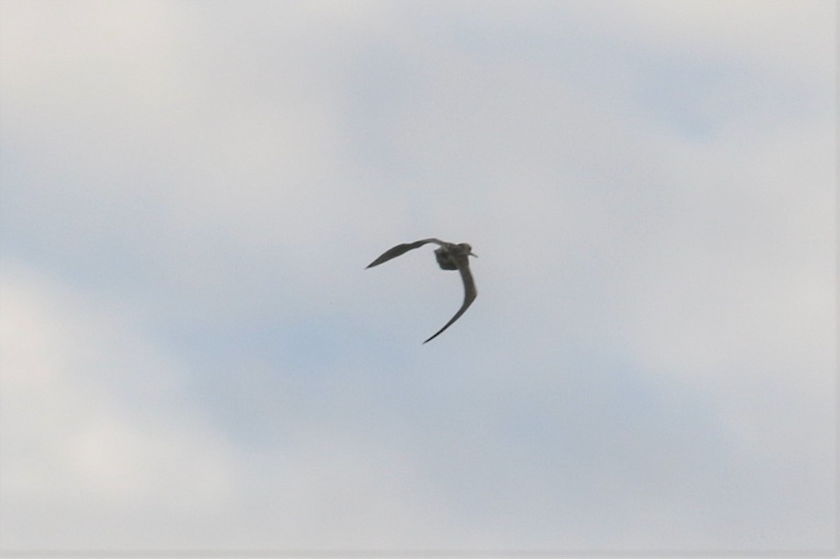 Upland Sandpiper - ML71586131