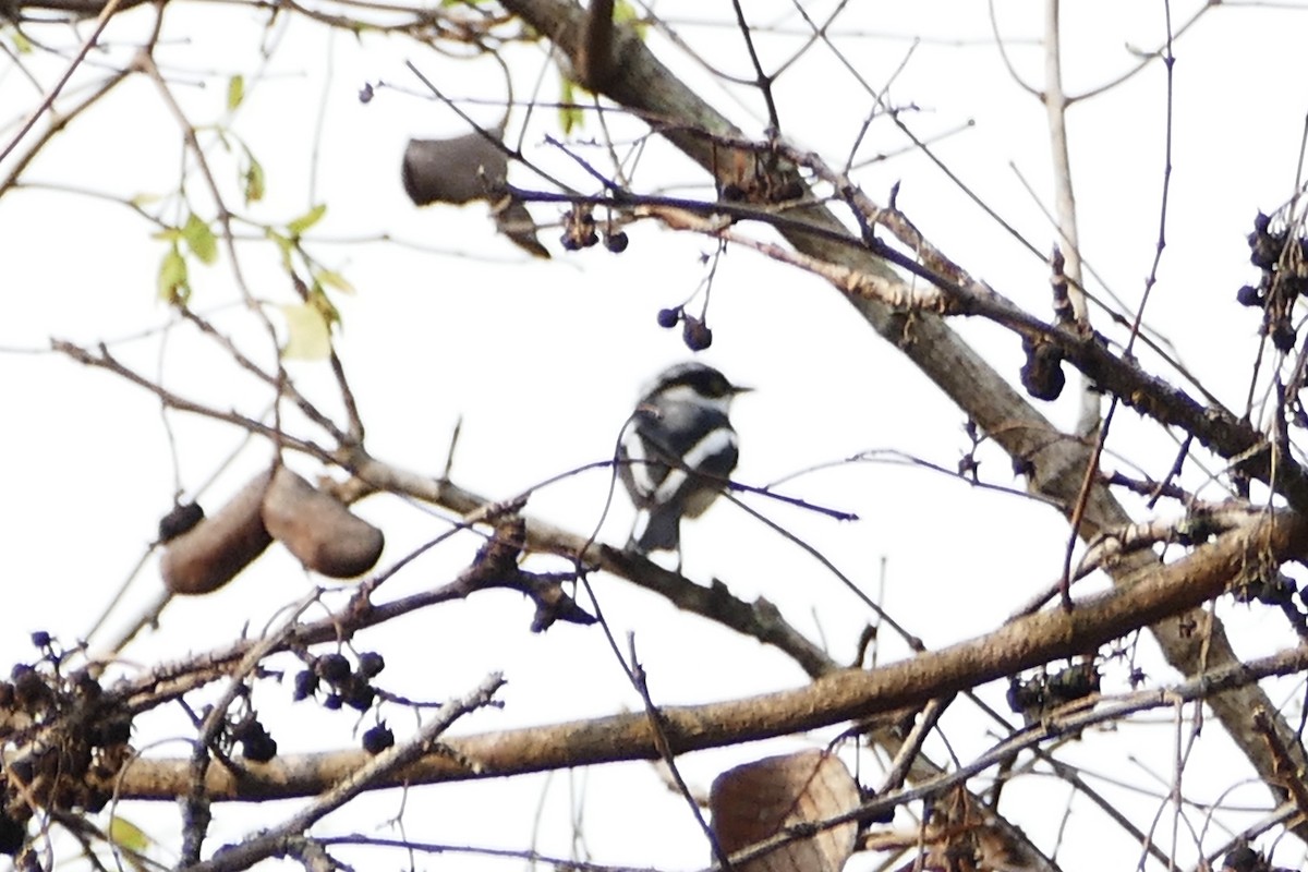 Chinspot Batis - Peter Kaestner