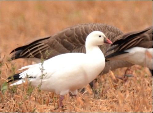 Ross's Goose - ML71586531