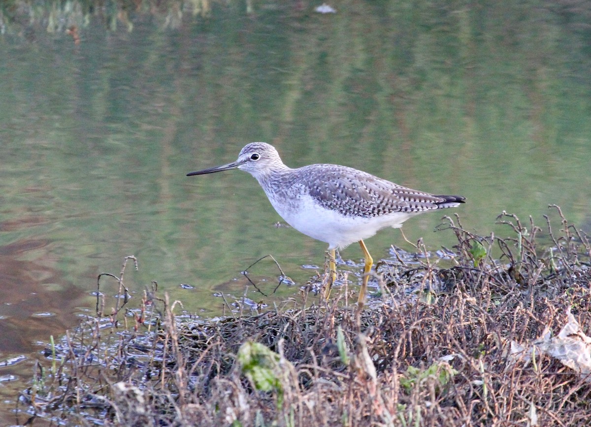 Greater Yellowlegs - ML71586541