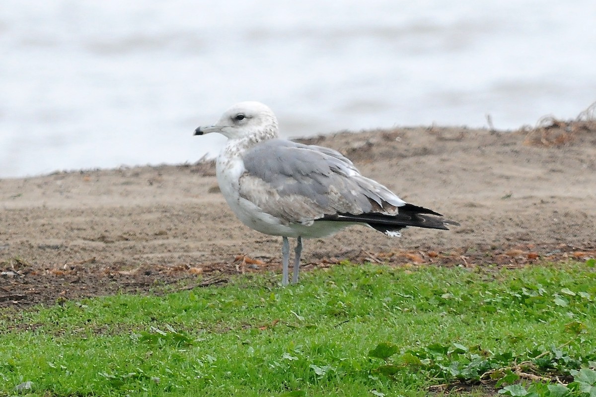 Ring-billed Gull - ML71587121