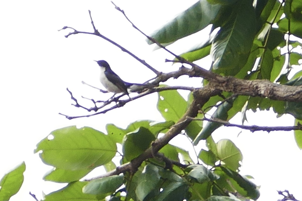 Western Violet-backed Sunbird (Southern) - ML71587391