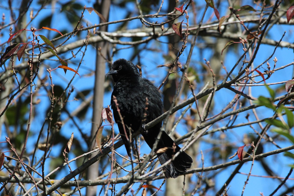 Austral Blackbird - Michael Weymann