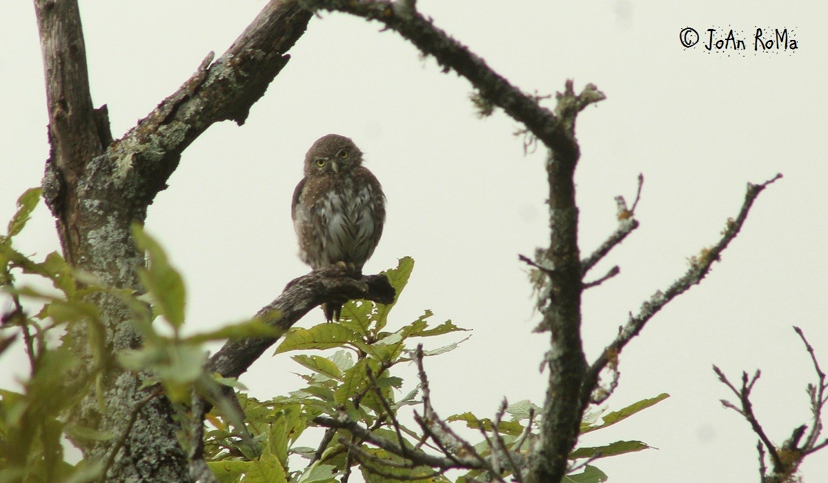 Northern Pygmy-Owl - ML71591971