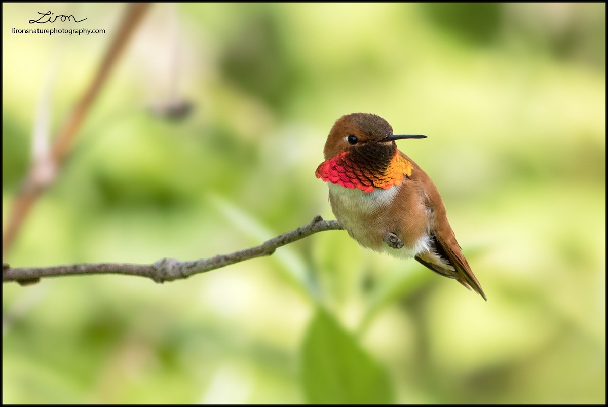Rufous Hummingbird - ML71593421