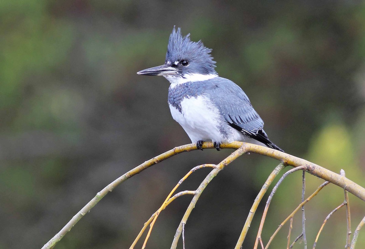 Belted Kingfisher - ML71593671