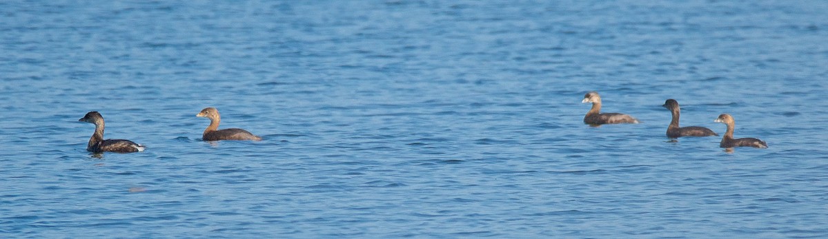 Pied-billed Grebe - ML71593741