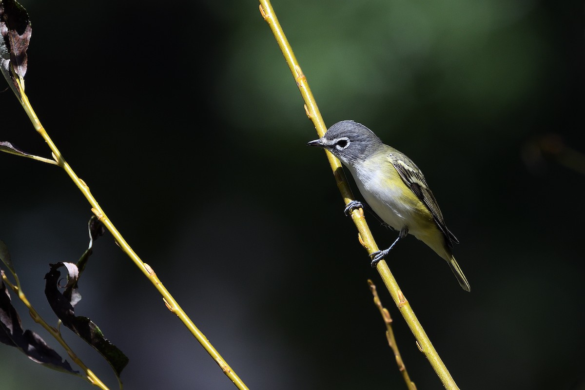 Blue-headed Vireo - ML71595751