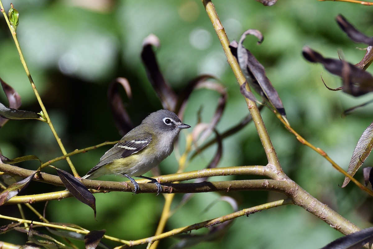 Blue-headed Vireo - ML71595761