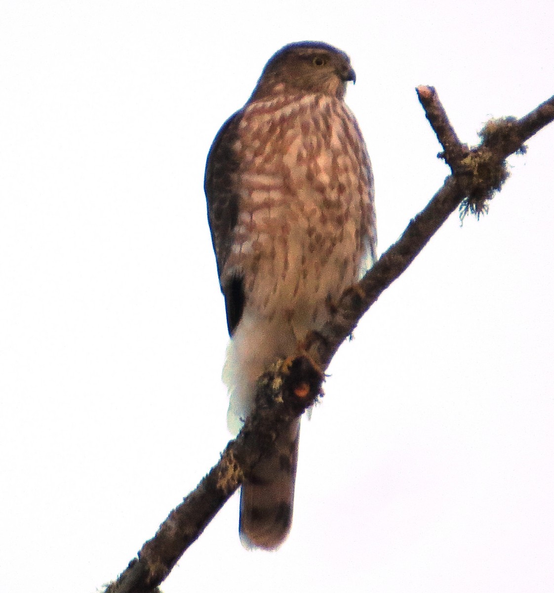 Sharp-shinned Hawk - ML71596011