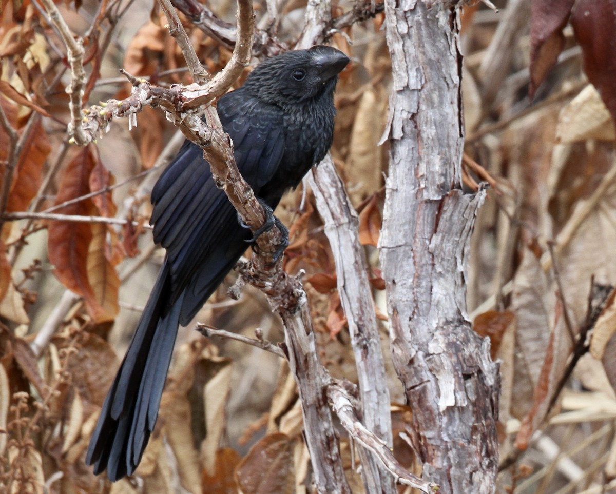 Smooth-billed Ani - Alex Wiebe