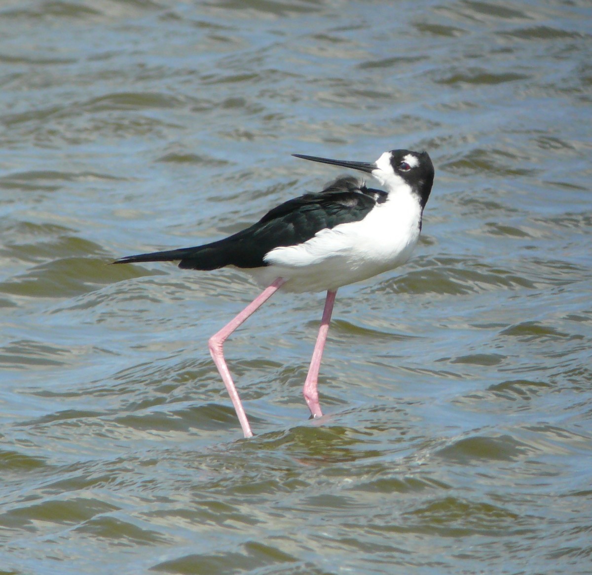 Cigüeñuela Cuellinegra (Hawaiana) - ML71596891