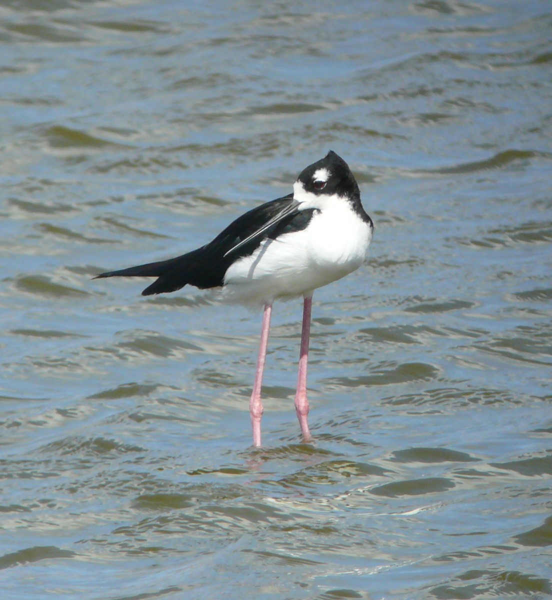 Cigüeñuela Cuellinegra (Hawaiana) - ML71596901