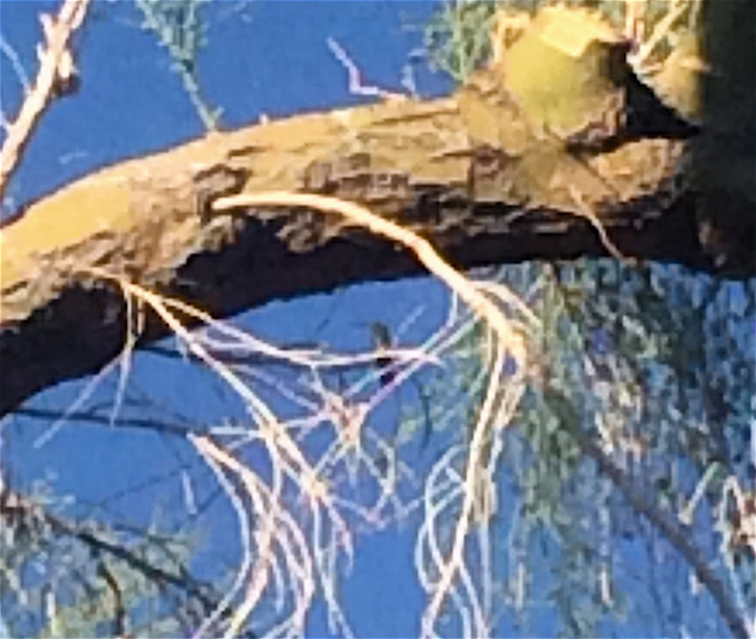 Broad-billed Hummingbird - ML71597091