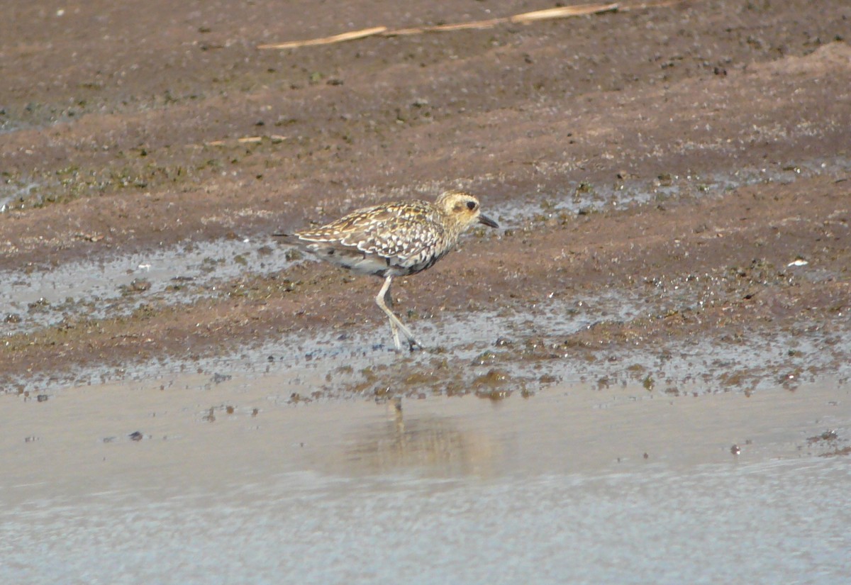 Chorlito Dorado Siberiano - ML71597111