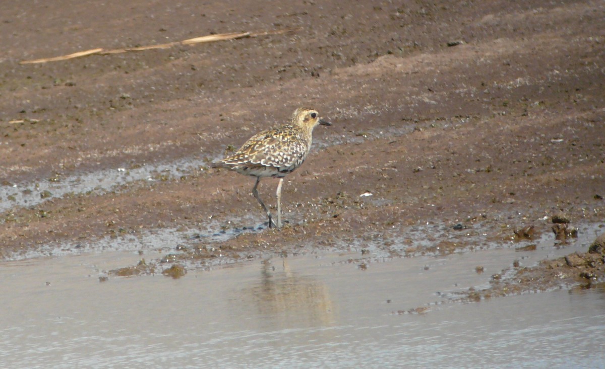 Chorlito Dorado Siberiano - ML71597121