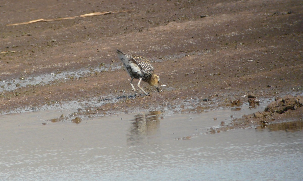 Chorlito Dorado Siberiano - ML71597131