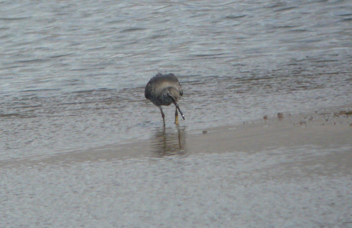 Wandering Tattler - ML71597361