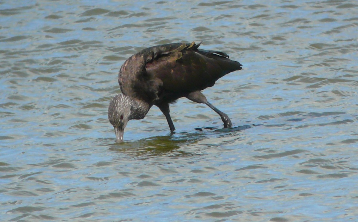 White-faced Ibis - ML71597461