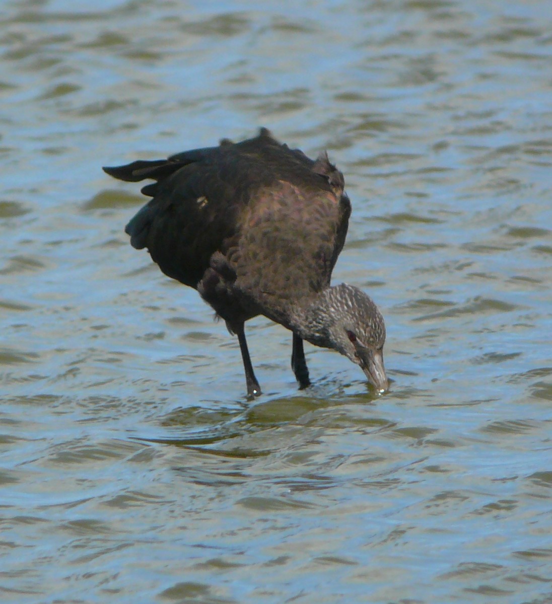 White-faced Ibis - Aaron Boone