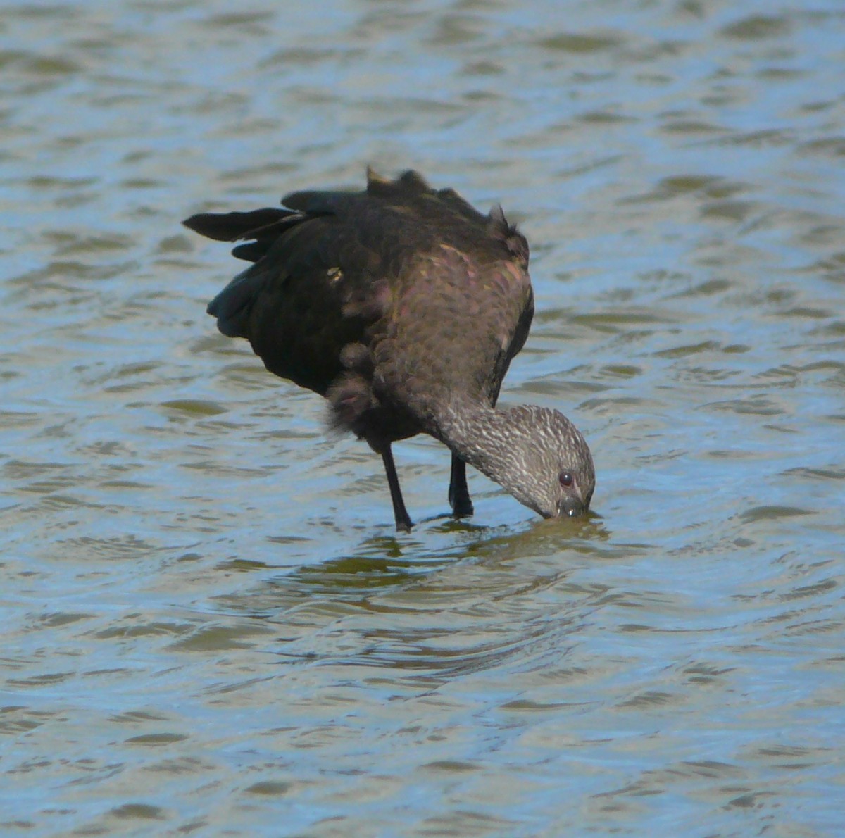 White-faced Ibis - ML71597501