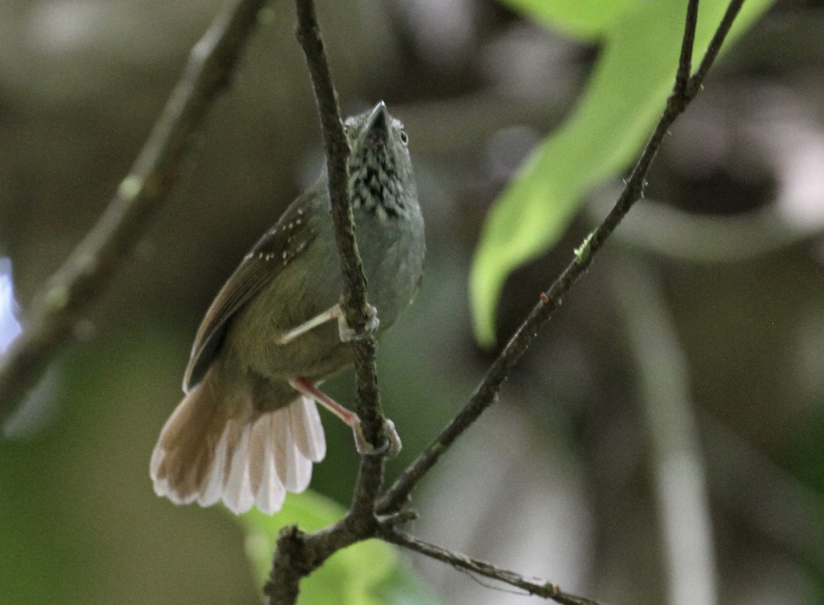 Brown-bellied Stipplethroat - Alex Wiebe