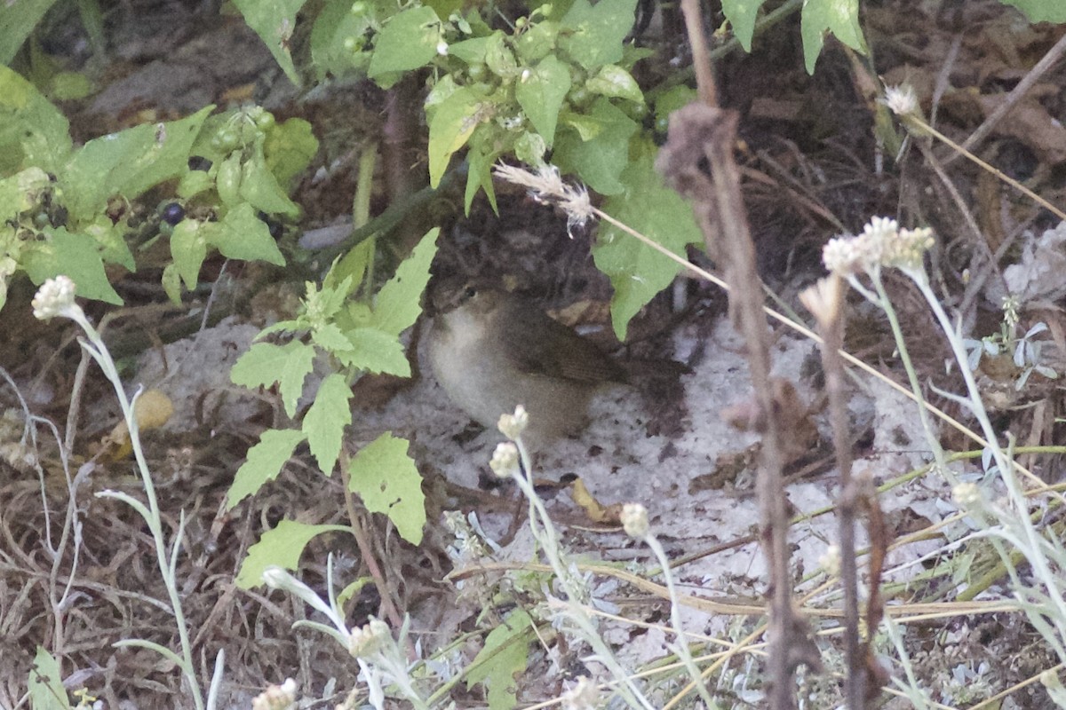 Mosquitero Sombrío - ML71598271