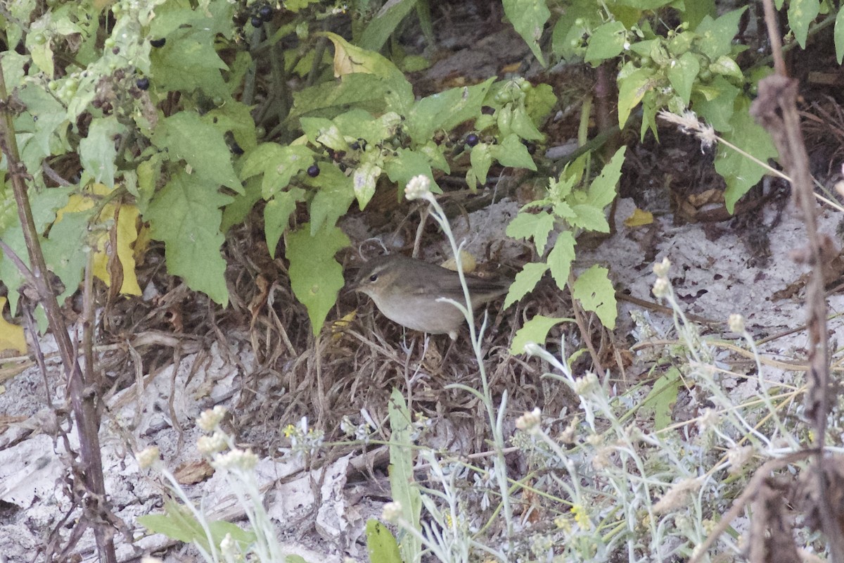 Mosquitero Sombrío - ML71598281