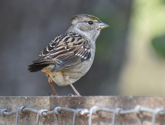 Golden-crowned Sparrow - Anonymous