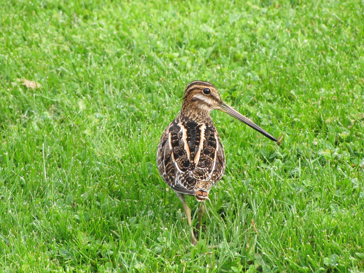 Wilson's Snipe - Barbara Coll