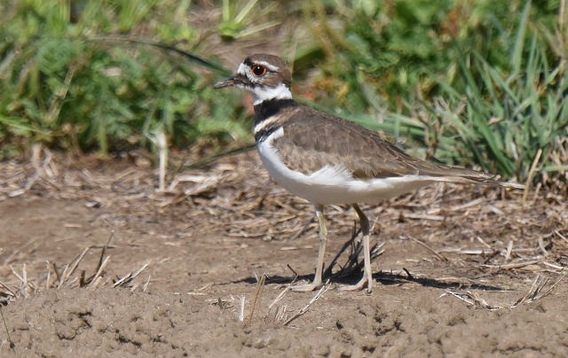 Killdeer - ML71600521