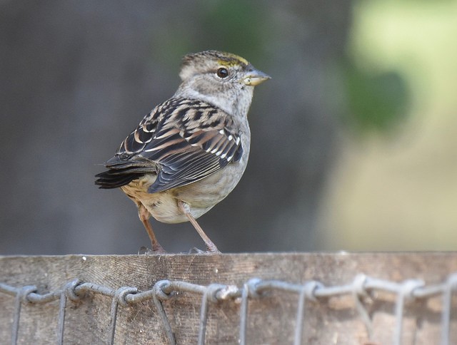 Golden-crowned Sparrow - Anonymous