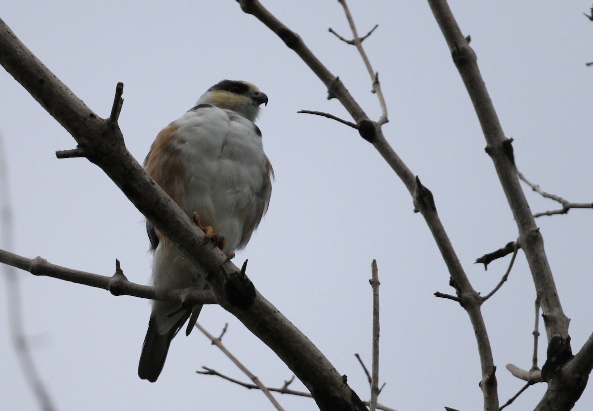 Pearl Kite - ML71600971