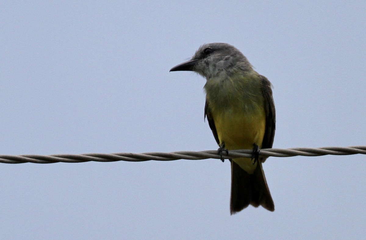 Tropical Kingbird - ML71601021