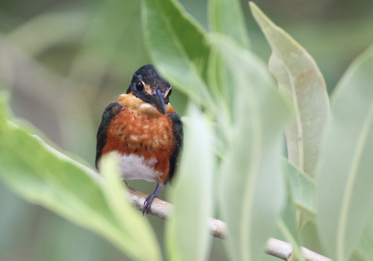 American Pygmy Kingfisher - ML71601111