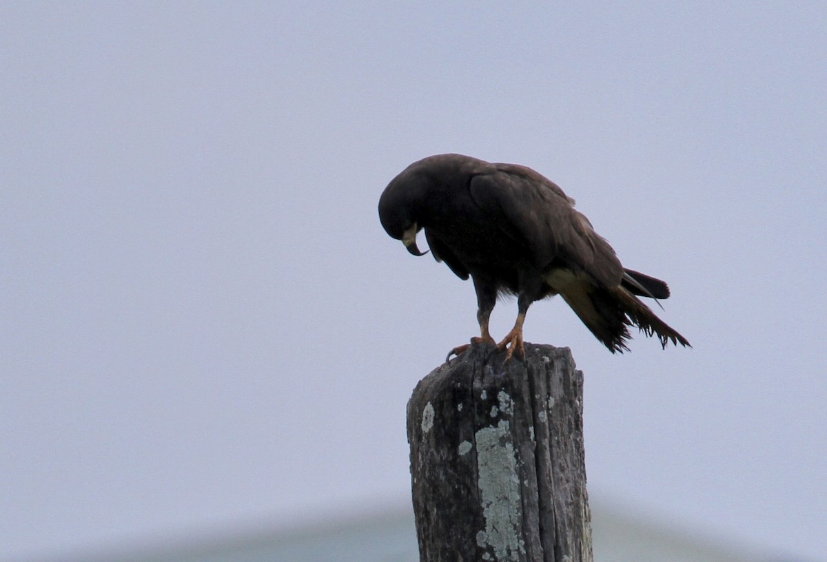 Snail Kite - Alex Wiebe