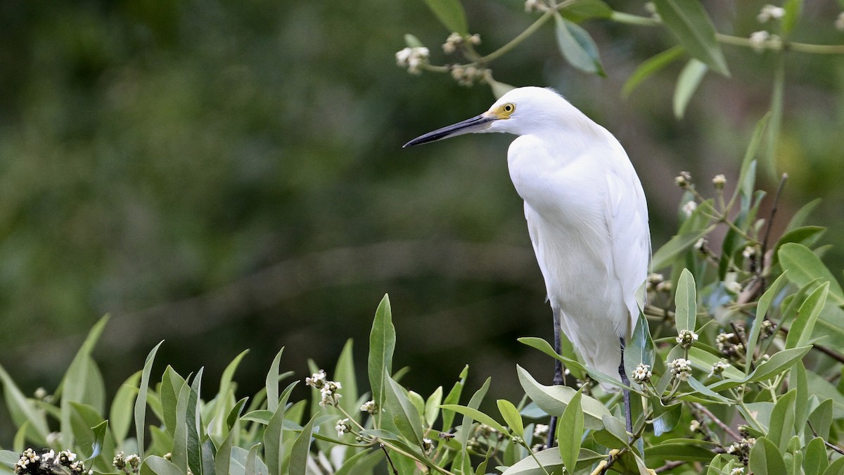 Aigrette neigeuse - ML71601281