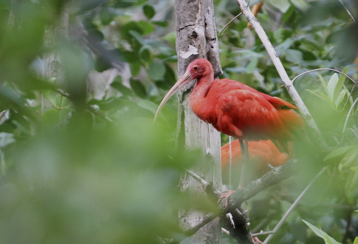 Scarlet Ibis - ML71601291