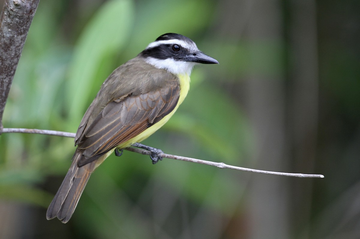 Great Kiskadee - ML71601401