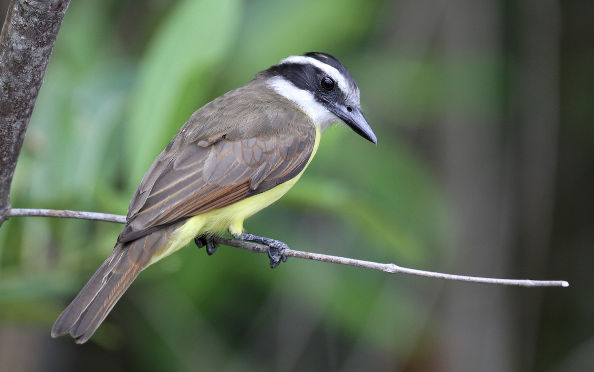 Great Kiskadee - Alex Wiebe