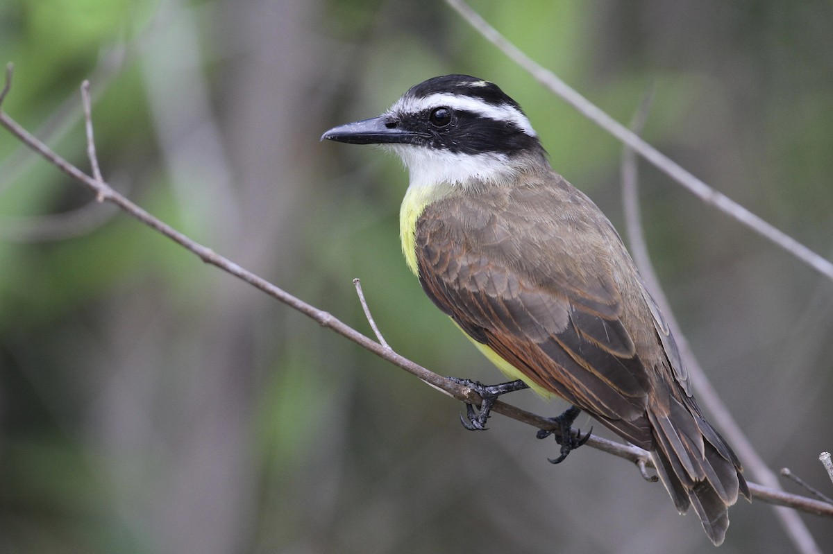 Great Kiskadee - ML71601441