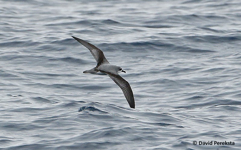 Cook's Petrel - ML71602931