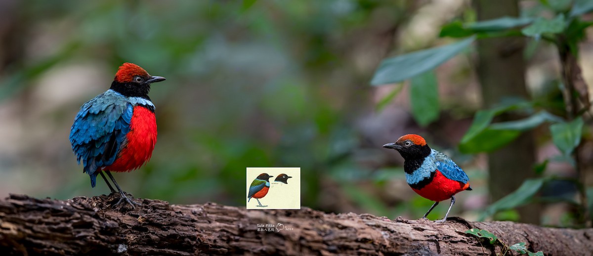 Sula Pitta - ML716041