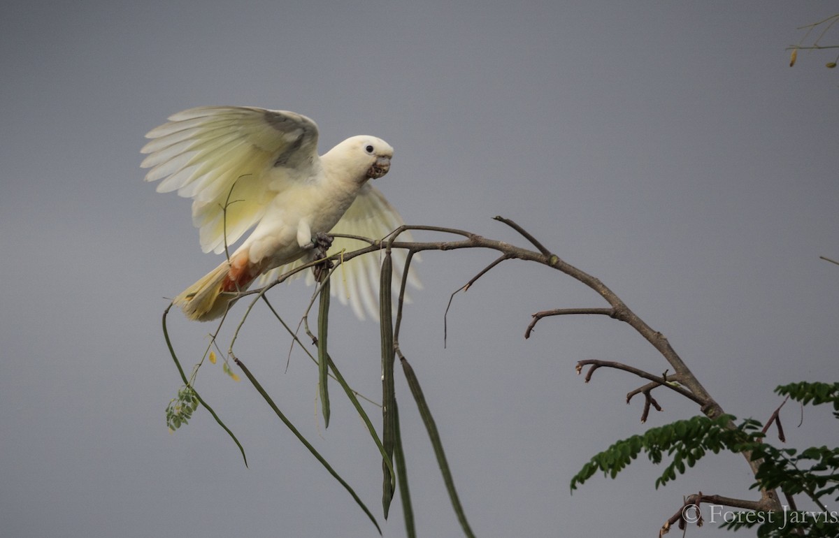 Philippine Cockatoo - Forest Botial-Jarvis